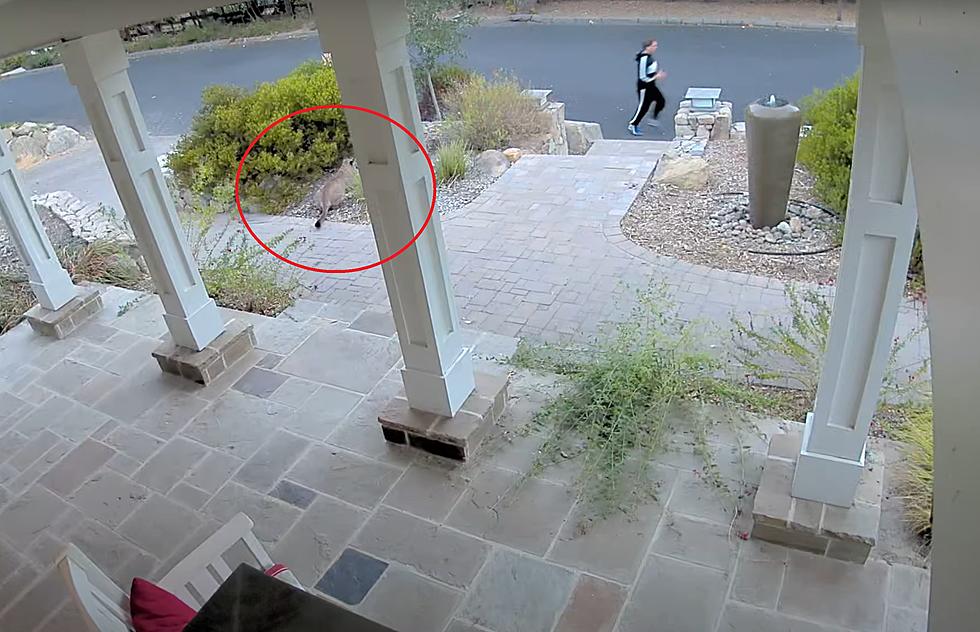 Doorbell Cam Shows Jogger Being Stalked by a Mountain Lion