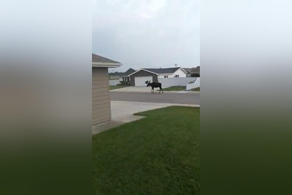 Riverton Family Shares Video of Bullwinkle in Their Yard
