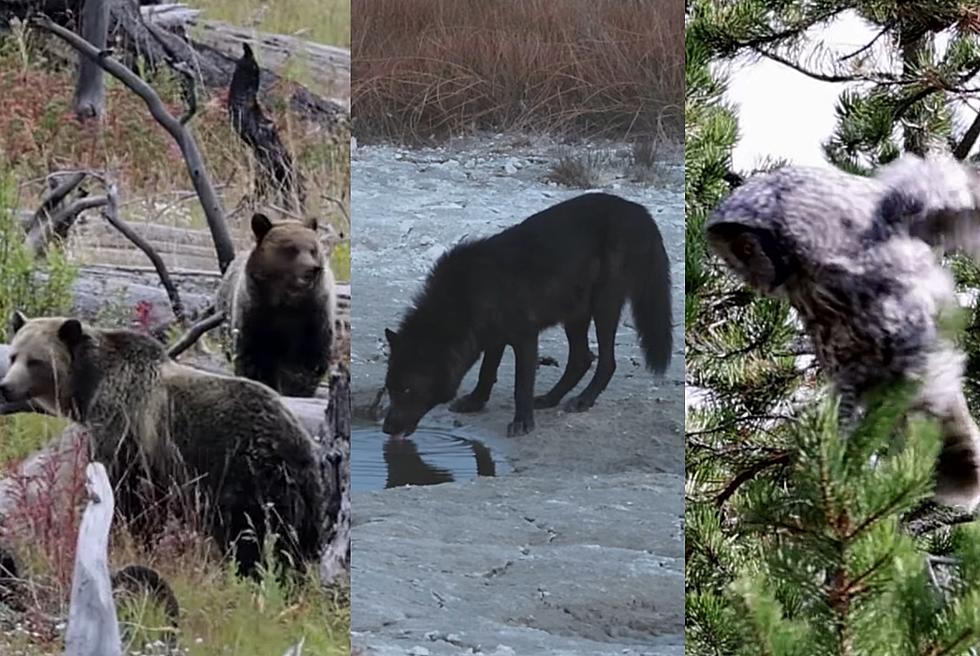 Video of Yellowstone Wolves, Grizzly, Coyotes, Owls in Just 1 Day