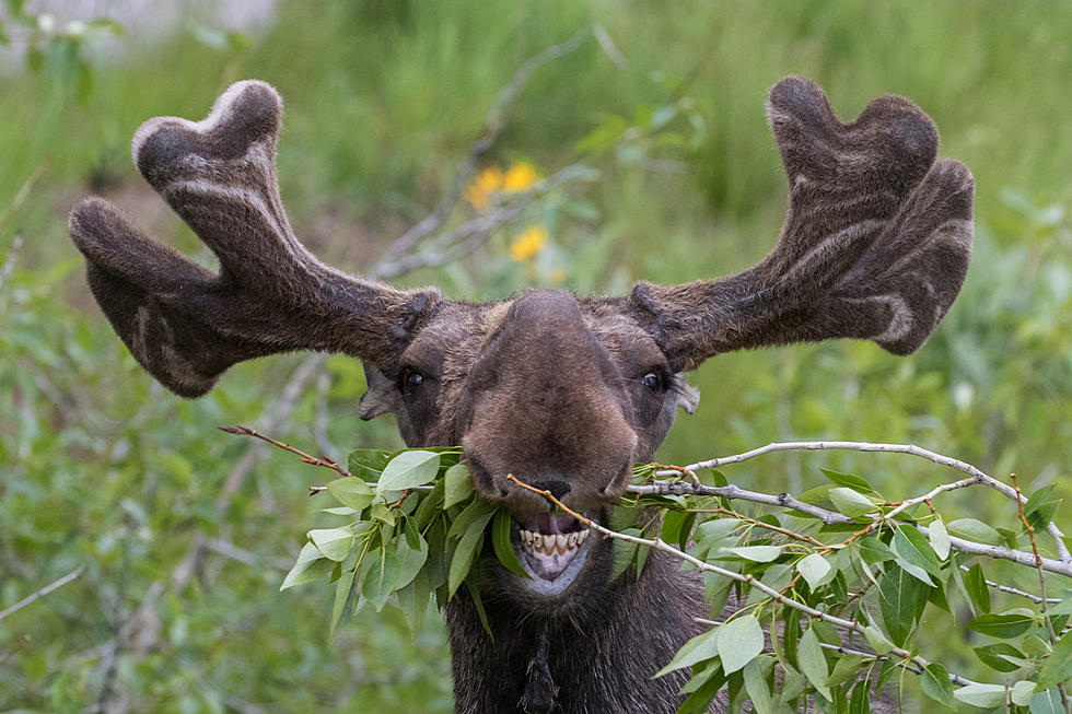 Wyoming Moose Has Big Day Out In Riverton Wyoming