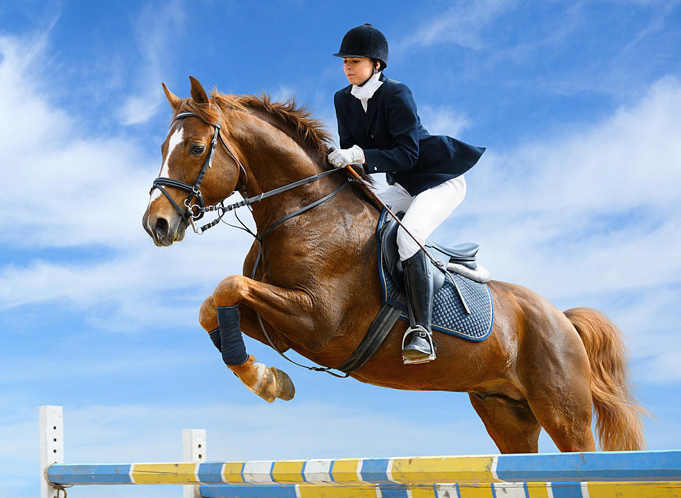 Adorable Baby Horse Tries Real Hard To Follow Obstacle Course