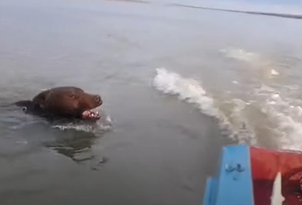 Watch an Angry Bear Try to Attack Fishermen in their Boat