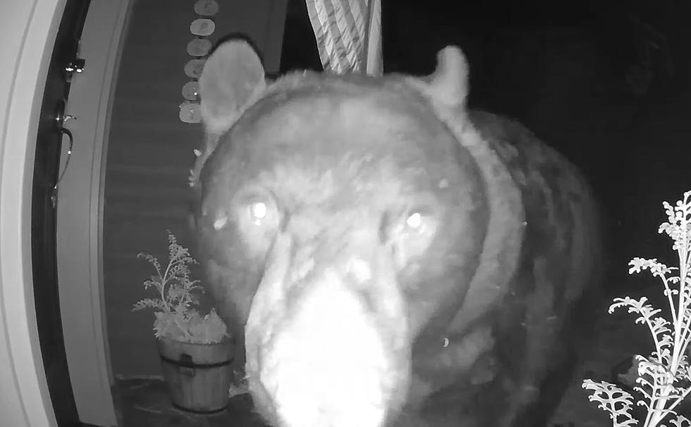 Huge Bear Makes Cameo on Family’s Doorbell Security Camera