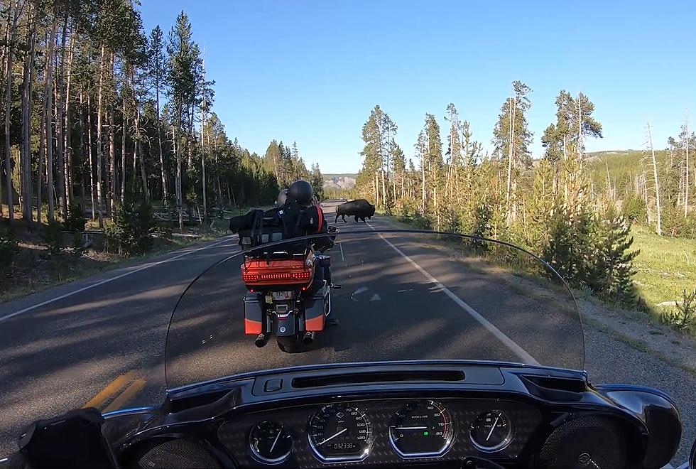 Watch Bikers Have Yellowstone Encounter of the Bison Kind