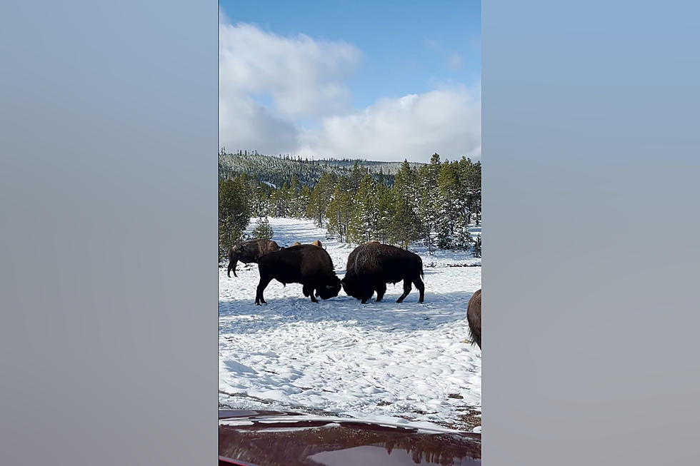 Yellowstone Bison Butt Heads to See Who Makes a Love Connection?