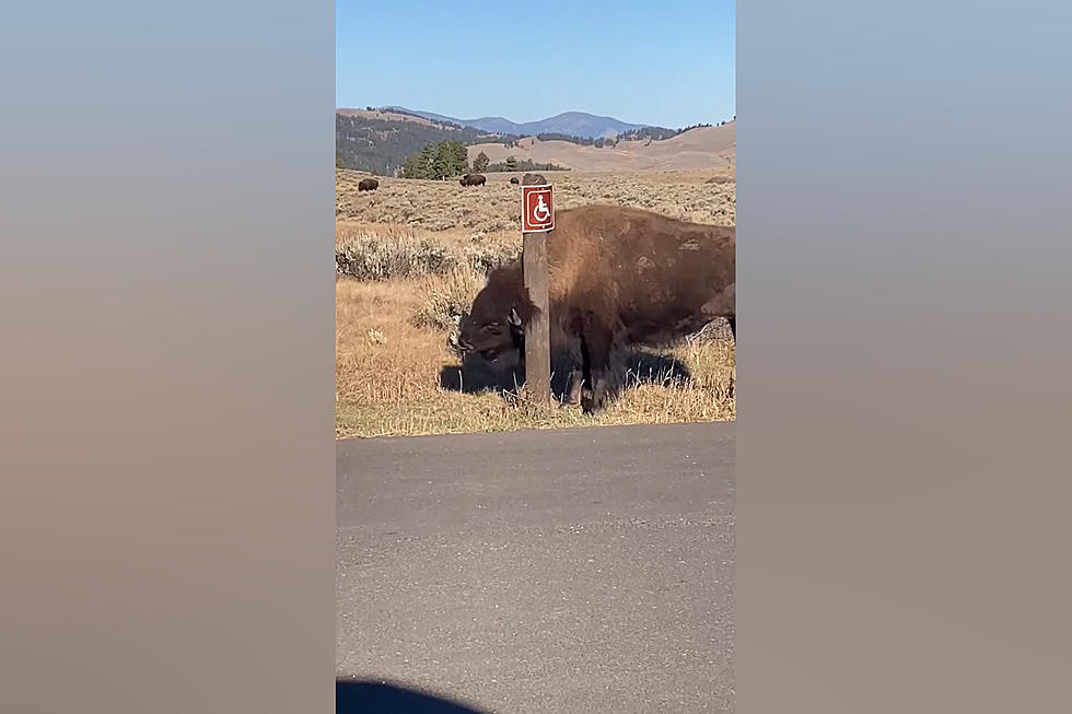 Internet Obsessed with Yellowstone Bison and His Itching Post