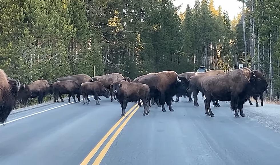 Yellowstone Bison Alert Drivers They Ain’t Going Anywhere Soon