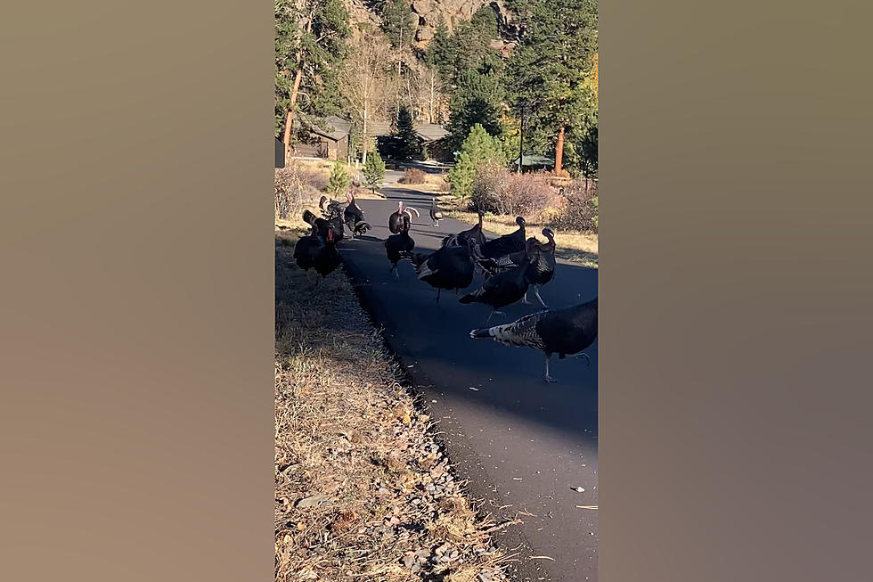 Colorado Turkeys Do Preemptive Thanksgiving Strike in Estes Park