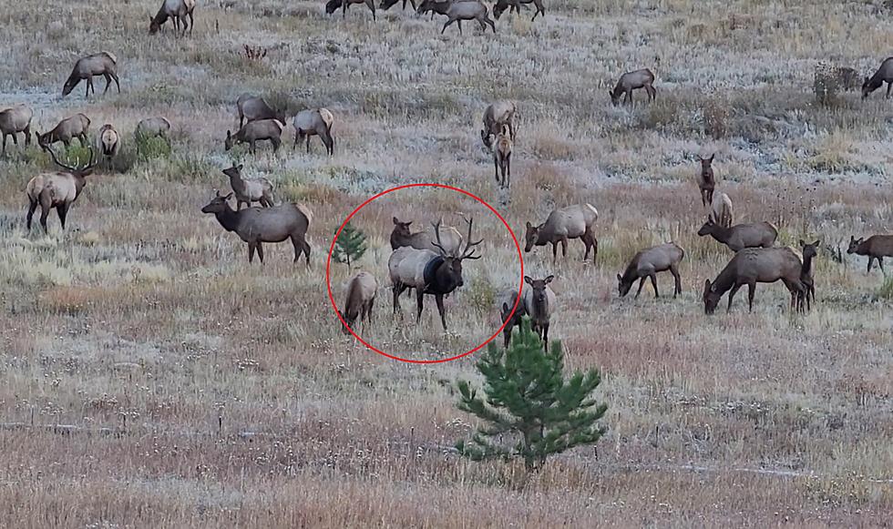 Bull Elk Had a Tire Around It’s Neck for 2 Years, But Good News