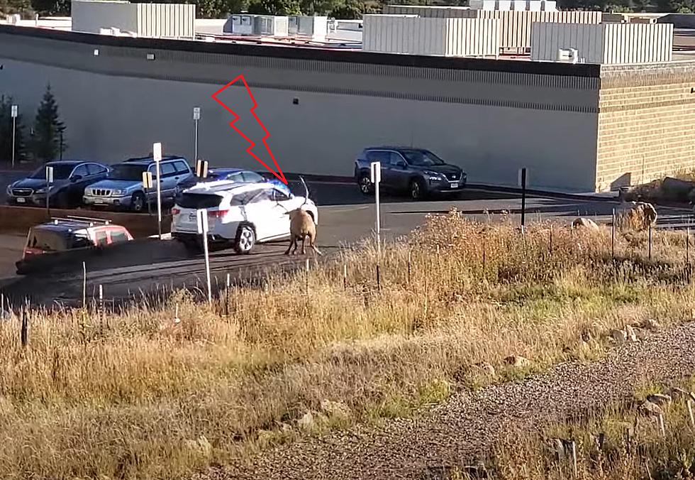 Person Taunts Bull Elk in Estes Park, He Makes Them Regret It