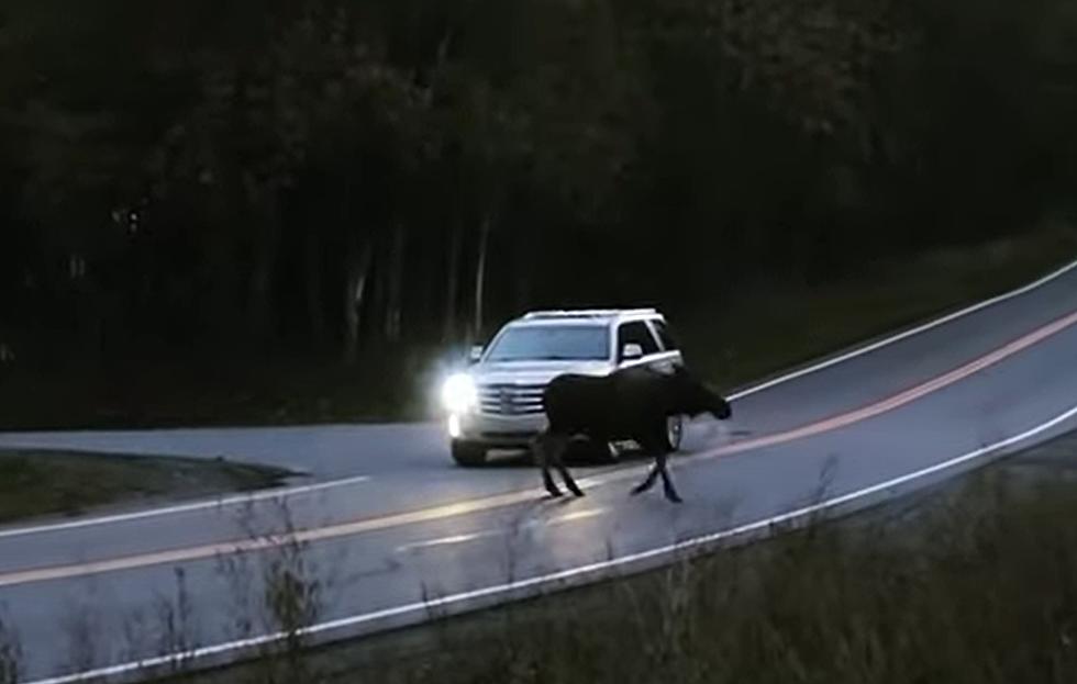 Near Miss: Video Shows a Moose Slip and Fall in Front of Car