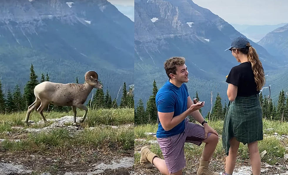 Watch Man’s Proposal in Glacier Get Interrupted by Bighorn Sheep