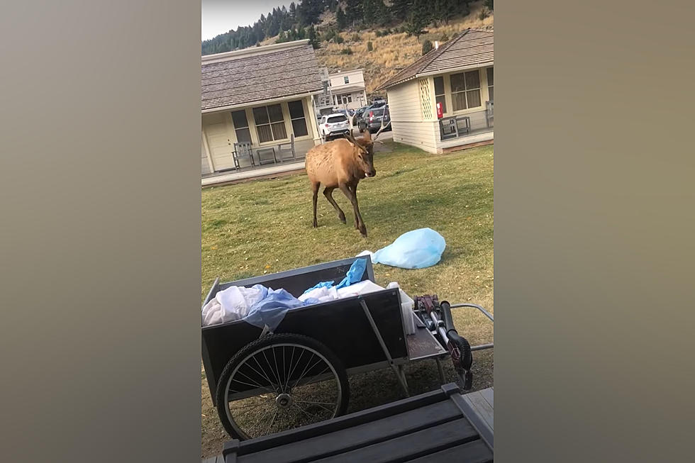 Watch a Yellowstone Elk Take a Severe Dislike to a Blue Bag