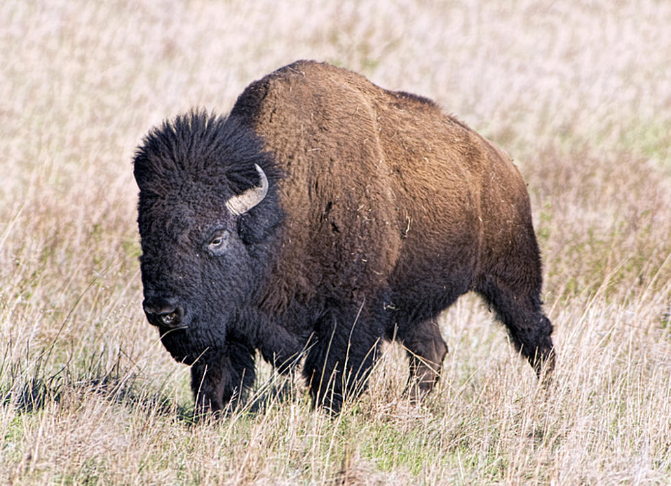 Wyoming Bison Just Wants To Play With Snowmobilers