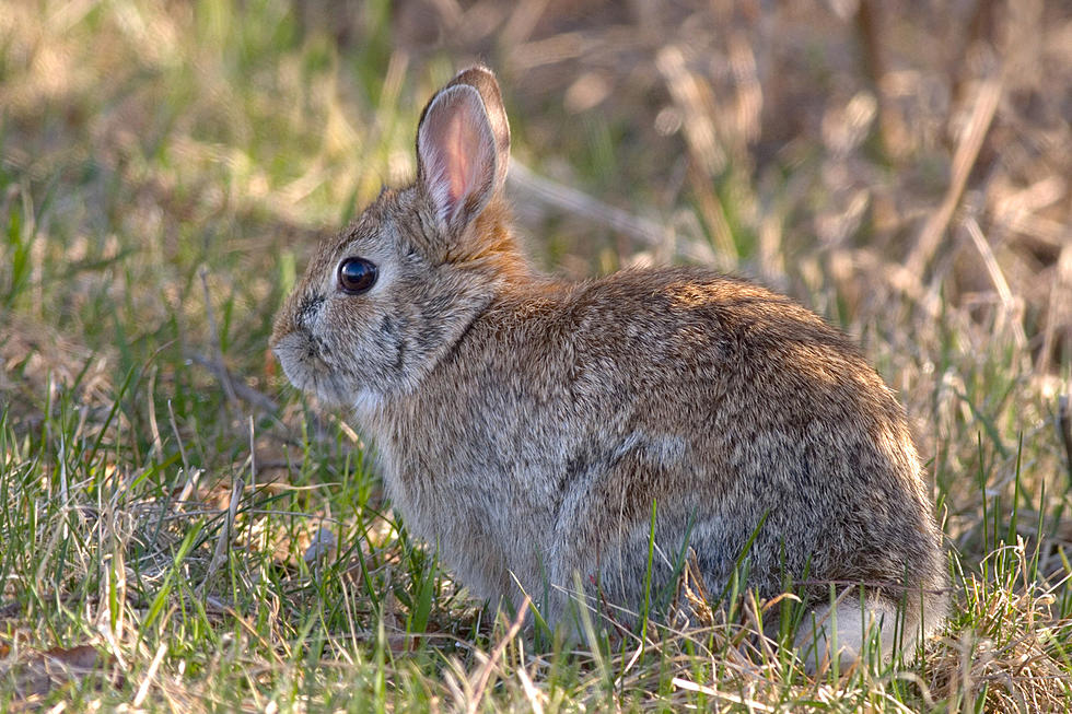 Watch: Wyoming Rabbit Bests Snake And Forces It To Slither Away