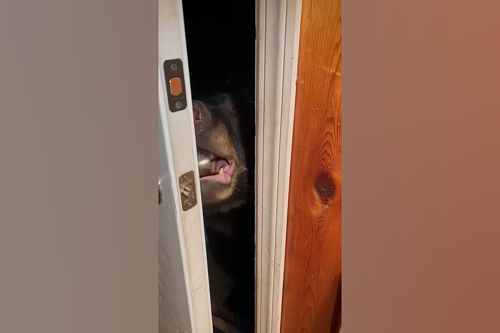 Insane Video of a Woman Who Has Trained Bears to Close Her Door