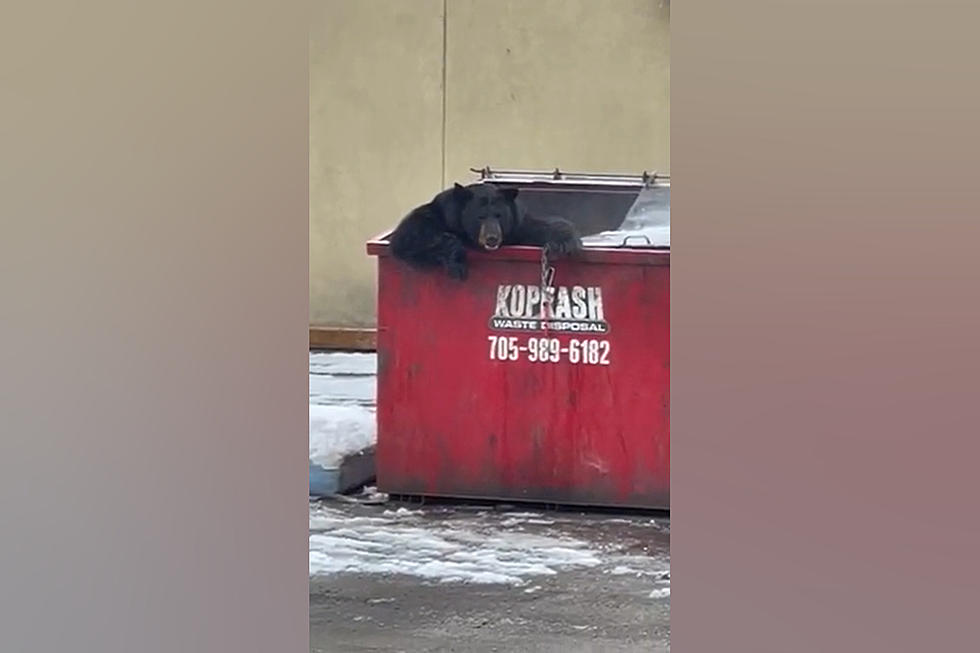 Truck Driver Surprised to See a Huge Bear Chilling in a Dumpster