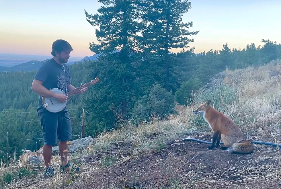 Watch a Colorado Guy Play a Banjo Concert for a Wild Fox