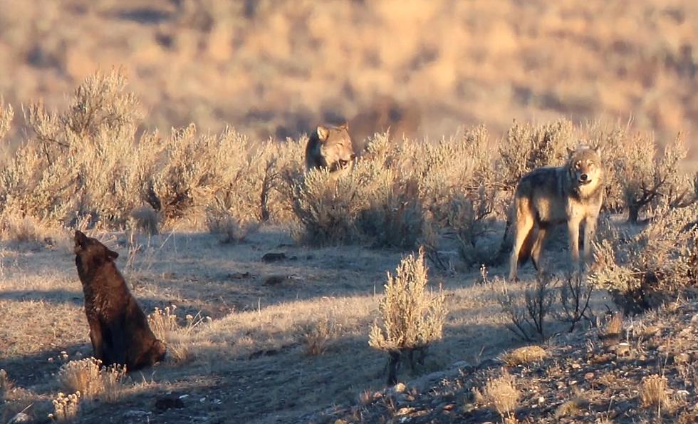 Watch and Listen to the Lonely Howls of a Yellowstone Wolf Pack