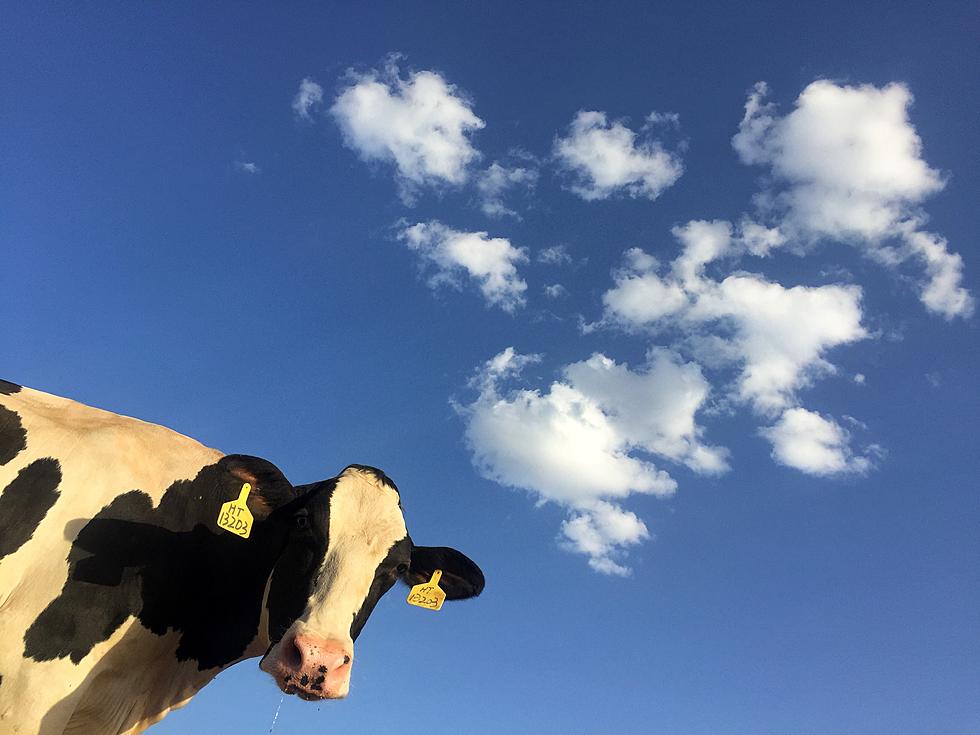 This Just Might Be the Best TikTok about Wyoming Cows Ever