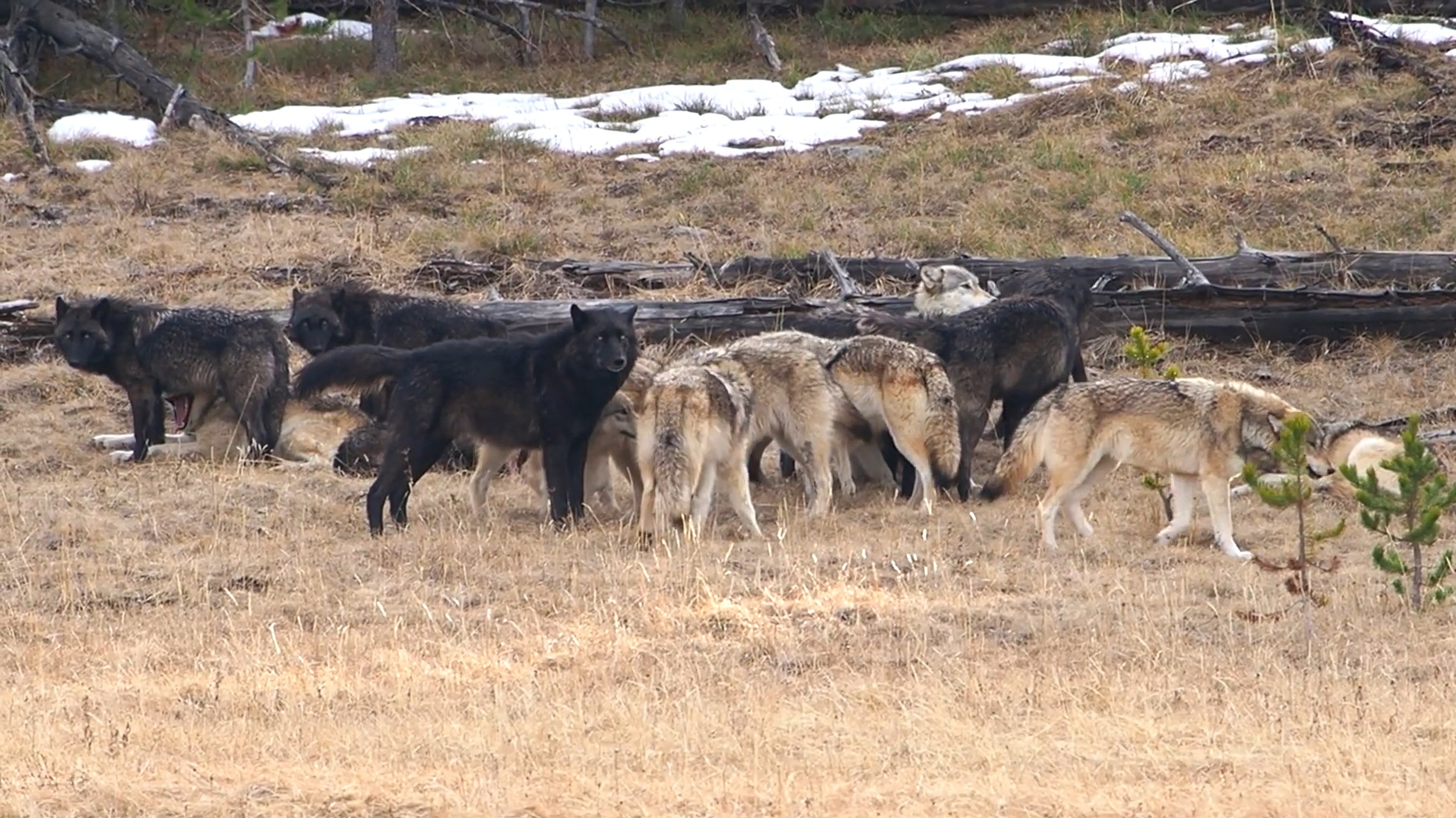 New Video Shows the Hierarchy of Yellowstone's Wapiti Wolf Pack