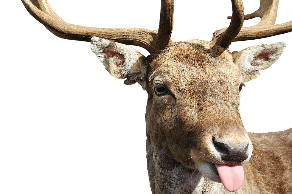Wyoming Deer Bounces Down The Street To Cotton Eye Joe