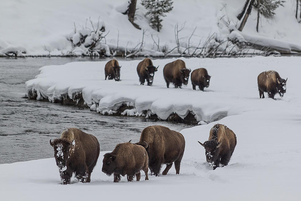 Yellowstone Sets Records For Cold &#038; Snow