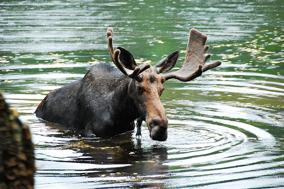 Wyoming Moose Visits Cabin For Breakfast