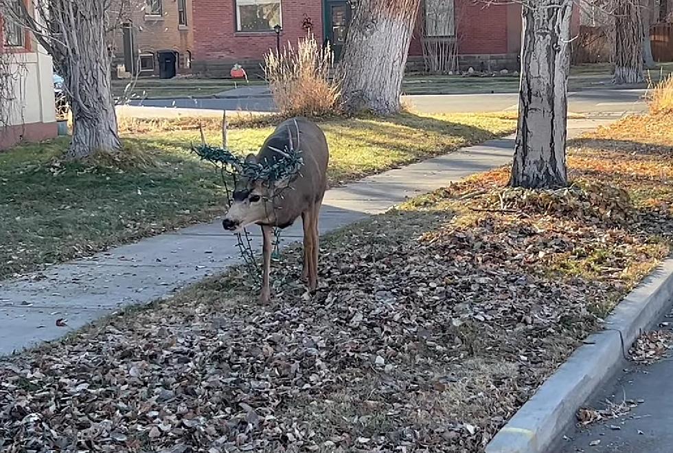 Sad Colorado Deer Found with Christmas Lights in His Antlers