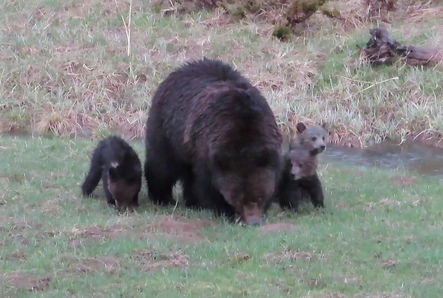 Bear with 3 Cubs Captured Weeks After Deadly Attack on Hiker in Italy