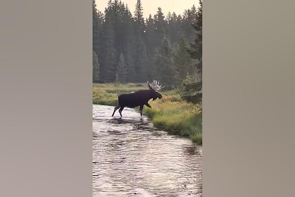 Wyoming Camper on a Pack Trip Shares Video of Majestic Bull Moose