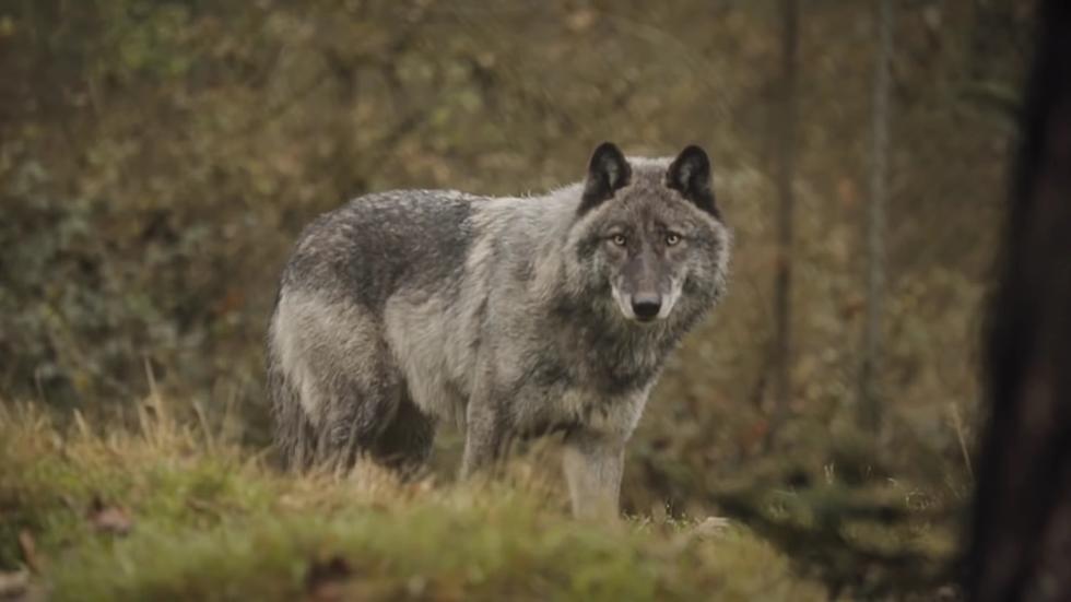 New Documentary Explores Whether Wyoming Wolves are Good or Bad