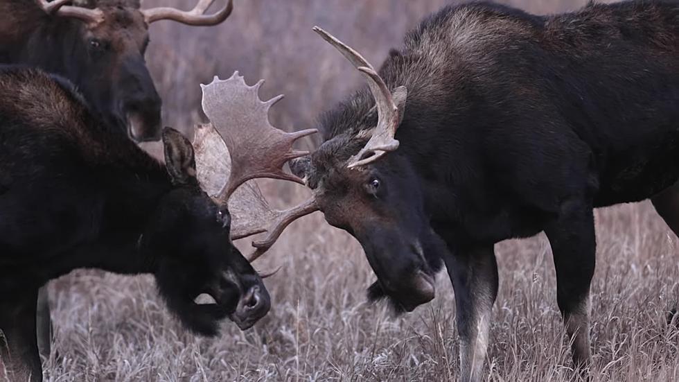 3 Moose Have the Most Wyoming Meeting Ever in Grand Teton NP