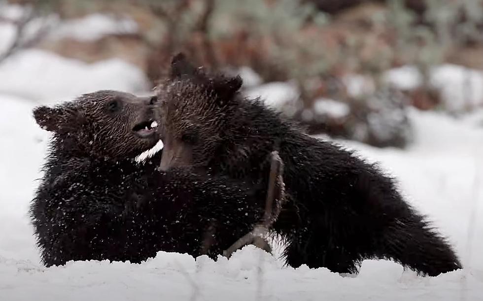 Watch 2 Young Yellowstone Grizzlies Wrestle in the Wyoming Snow