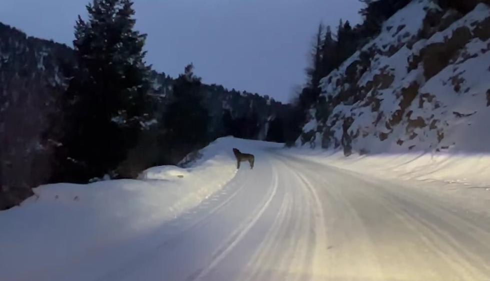 Driver on Snowy Yellowstone Backroad Stopped by Howling Lone Wolf