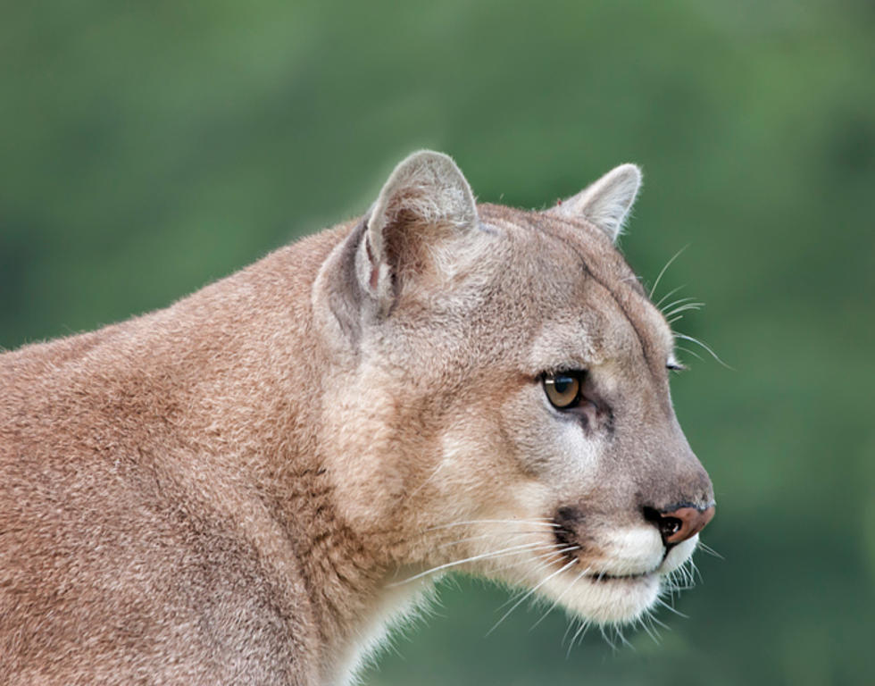 Photographer Get’s Awesome Shots Of Wyoming Mountain Lion