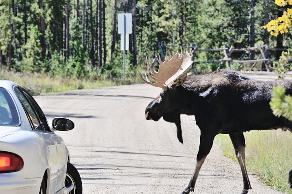 Wyoming Moose Looks Both Ways Before Crossing The Street