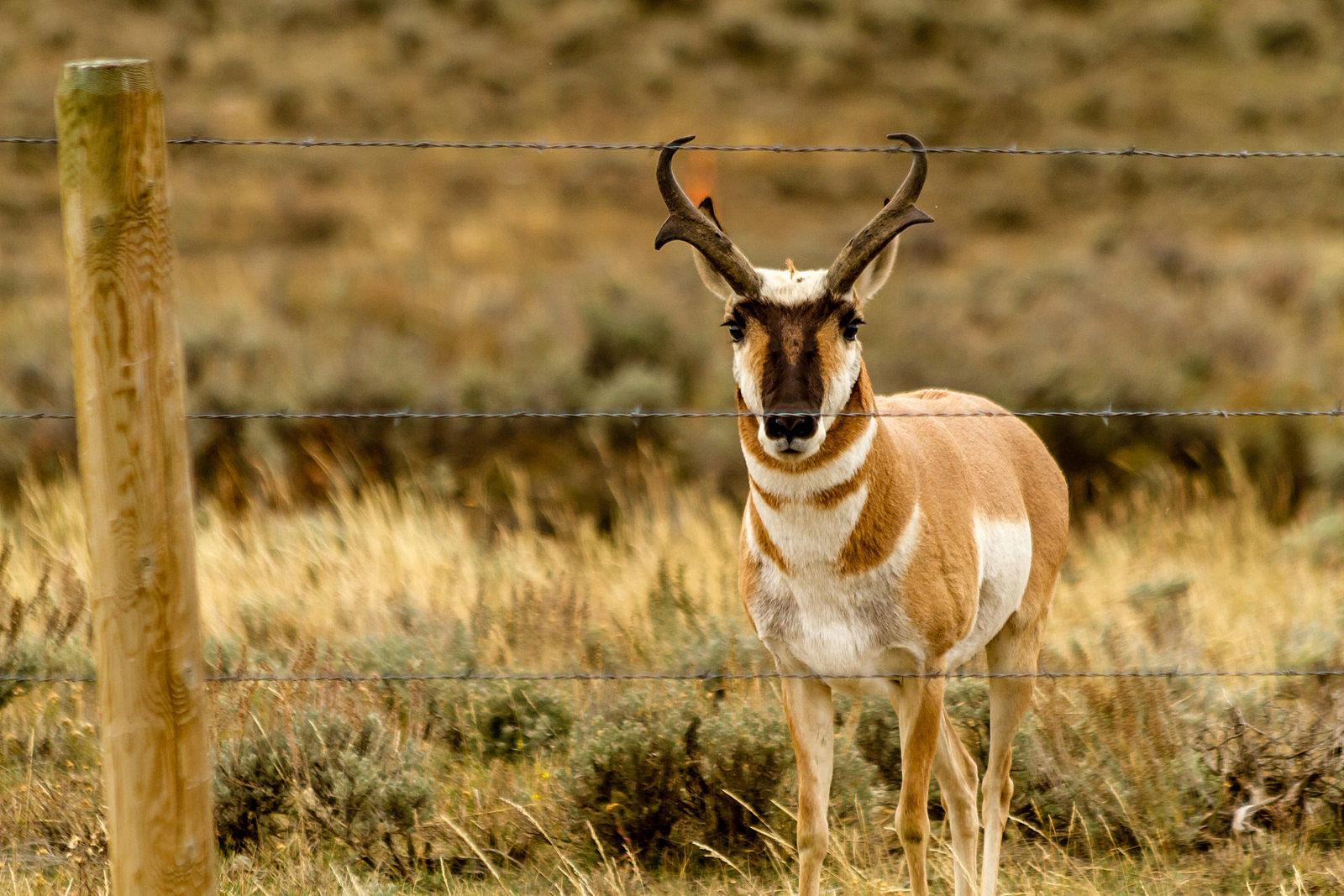 antelope running