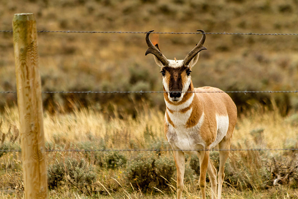 Watch! Massive Herd Of Wyoming Pronghorn Running Downhill