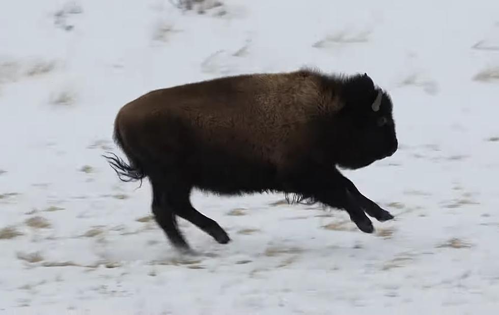 Watch a Young Yellowstone Bison Get Really Excited for New Snow