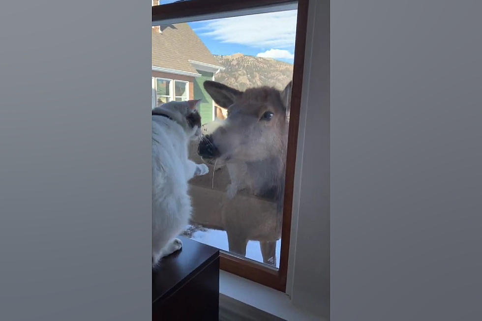 Video Shows a Colorado Cat and Elk Became Fast (Window) Friends