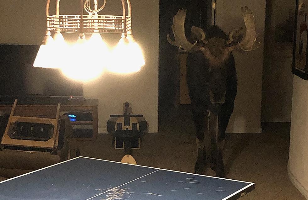 Moose Falls into Colorado Basement, Ping Pong Table Regrets It
