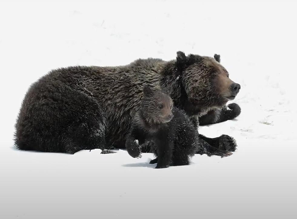 Famous Wyoming Grizzly Felicia Out of the Den, Playing with Cubs