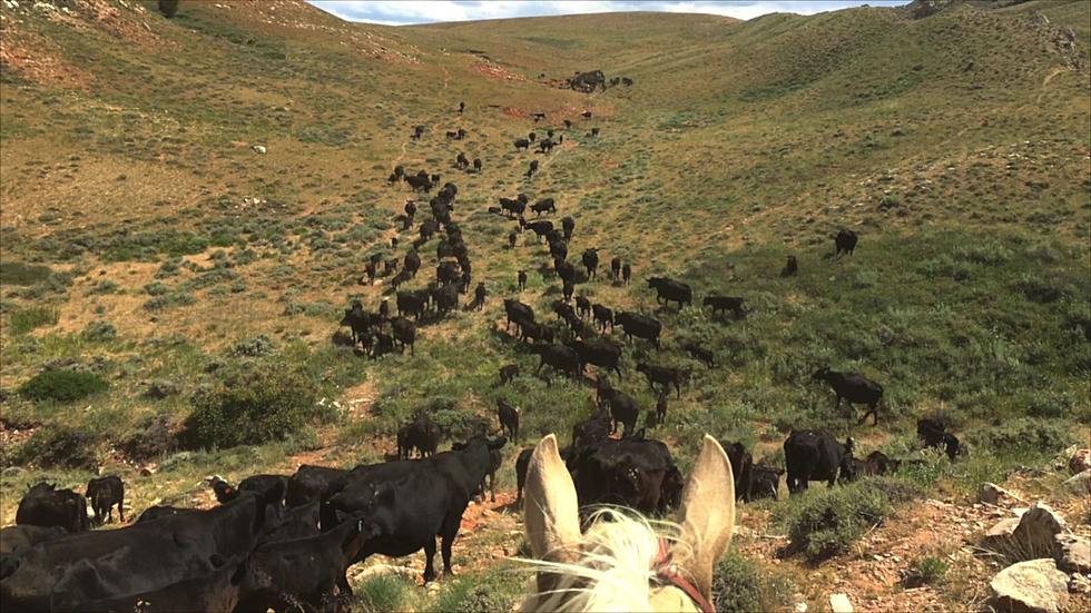 Pics and Video of a Real Working Wyoming Ranch Near Riverton