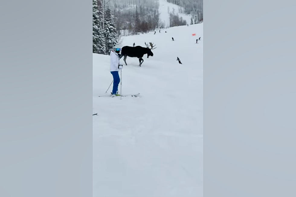 Watch 2 Bull Moose Make a Colorado Ski Slope Their Own Playground