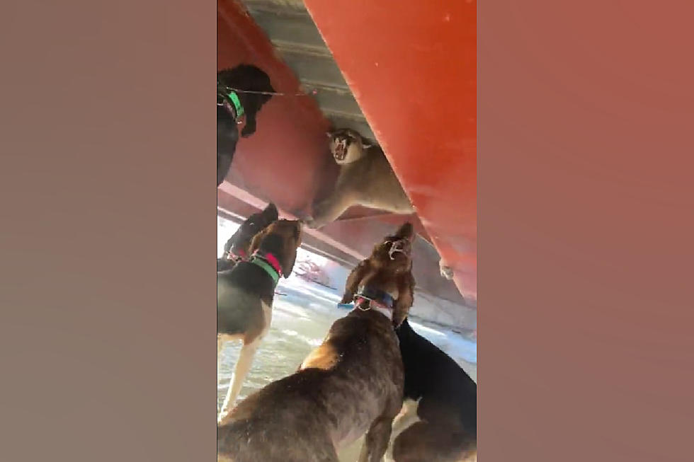 Watch a Dog Pack Corner an Angry Mountain Lion Under a Bridge