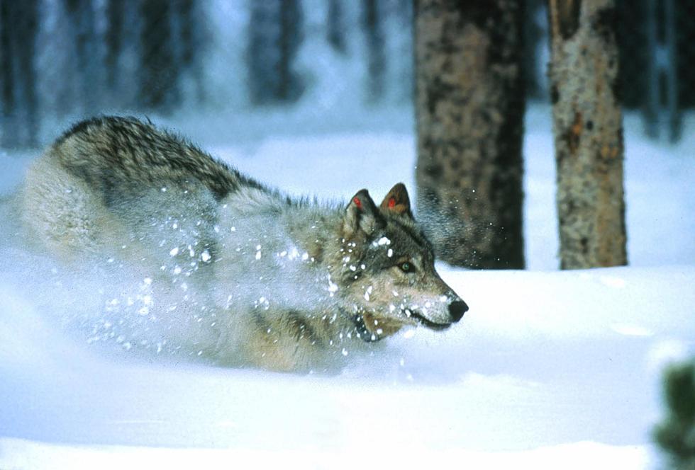 National Park Service Pics of Wyoming’s Most Iconic Wildlife