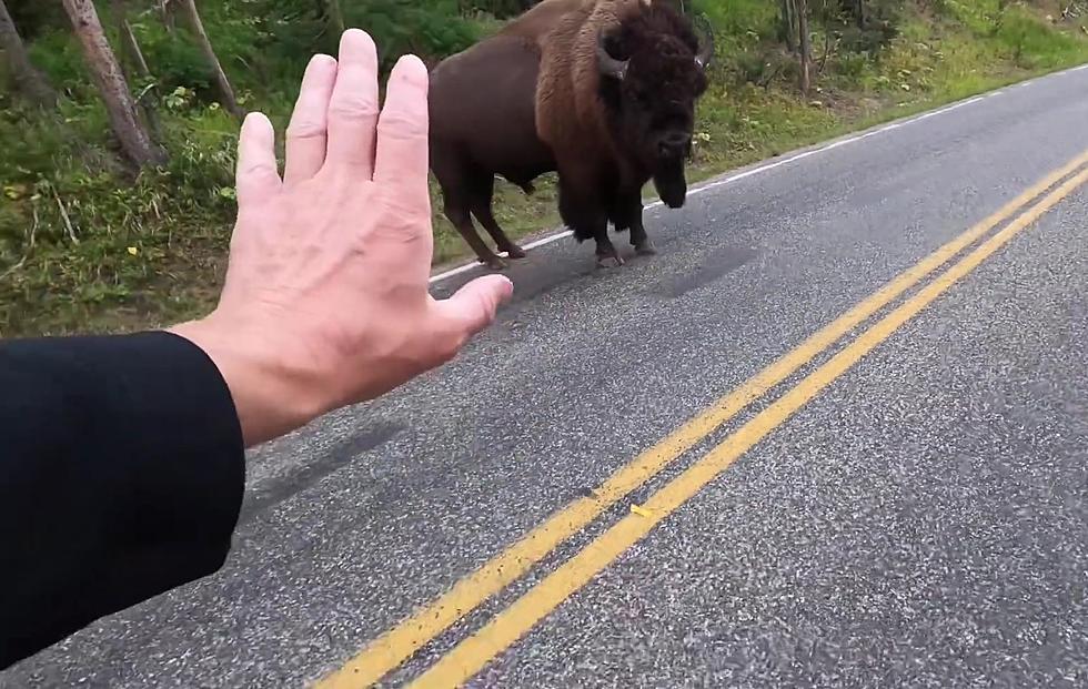 Man Gets WAY Too Close to Yellowstone Bison, Tells Others Not To