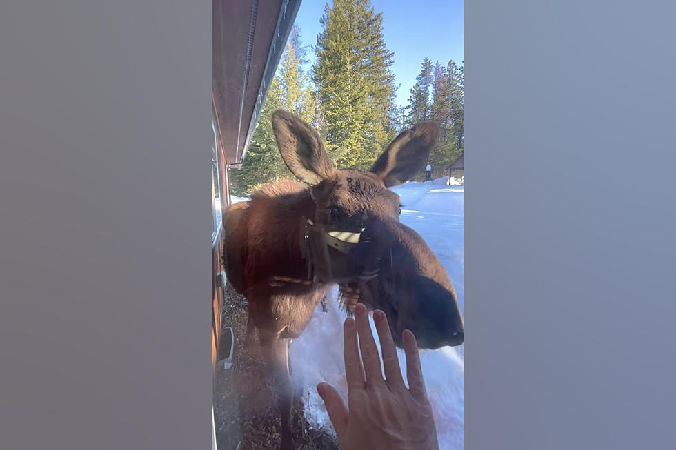 Watch a Sweet Woman Baby Talk a Young Moose in Her Backyard