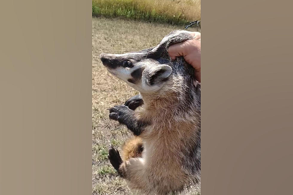 Hunter Calling Coyotes, Gets Badger Instead &#8211; Picks Up Barehanded